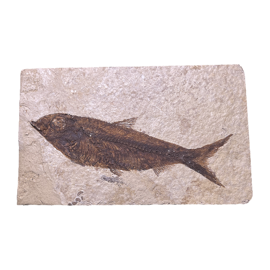 Knightia Fish Fossil