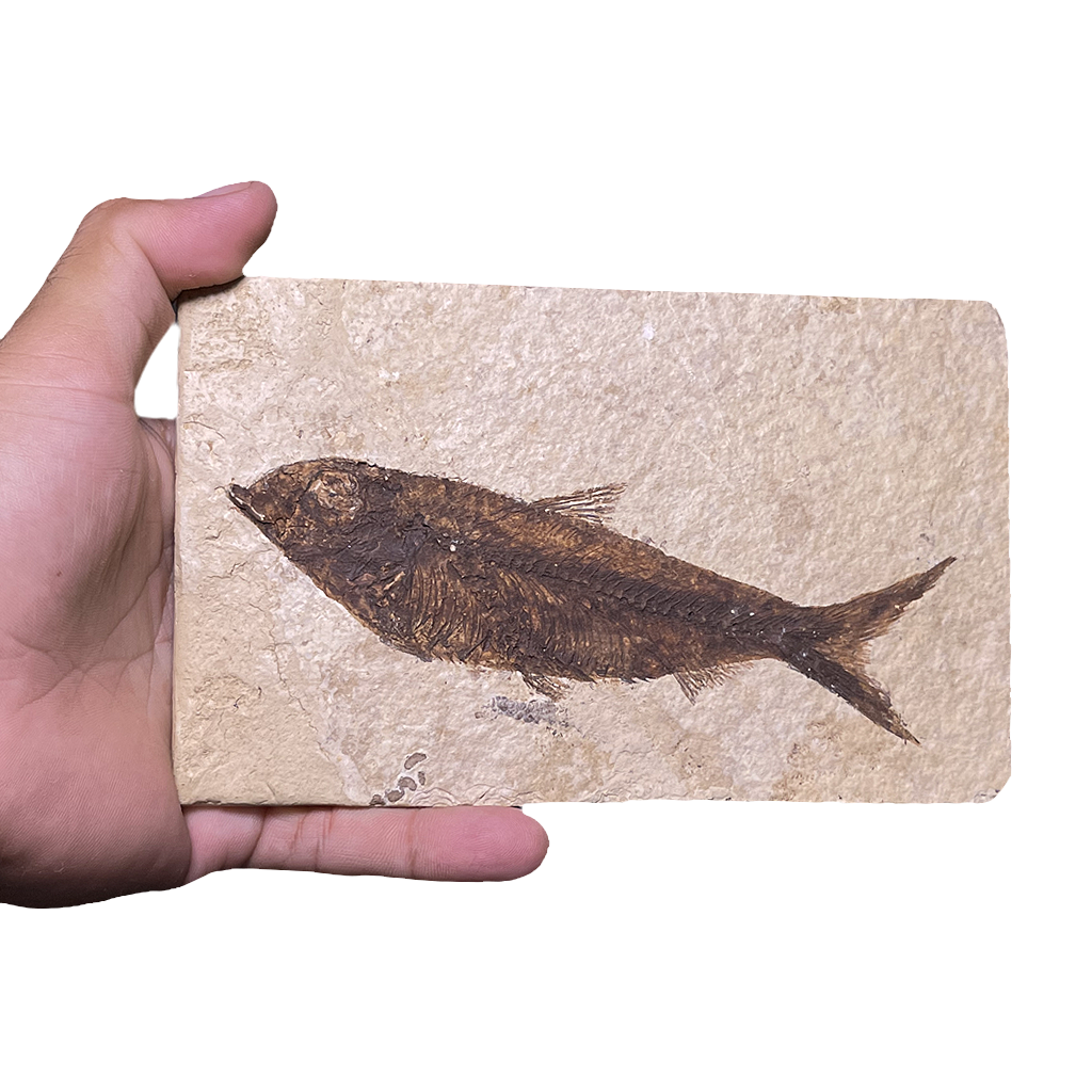 Knightia Fish Fossil