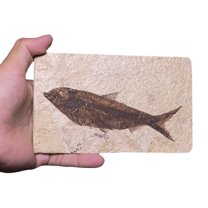 Knightia Fish Fossil