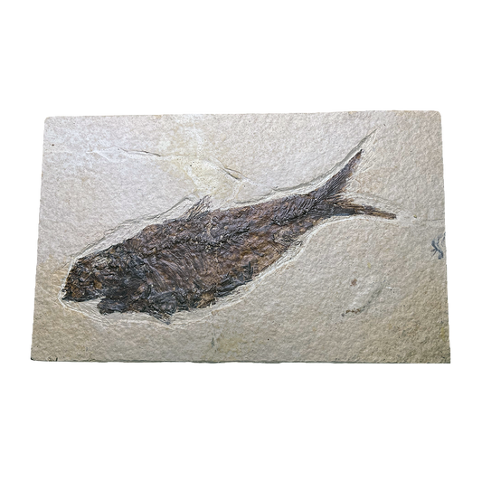 Knightia Fish Fossil