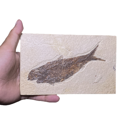 Knightia Fish Fossil