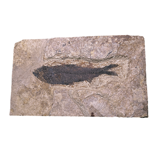 Knightia Fish Fossil
