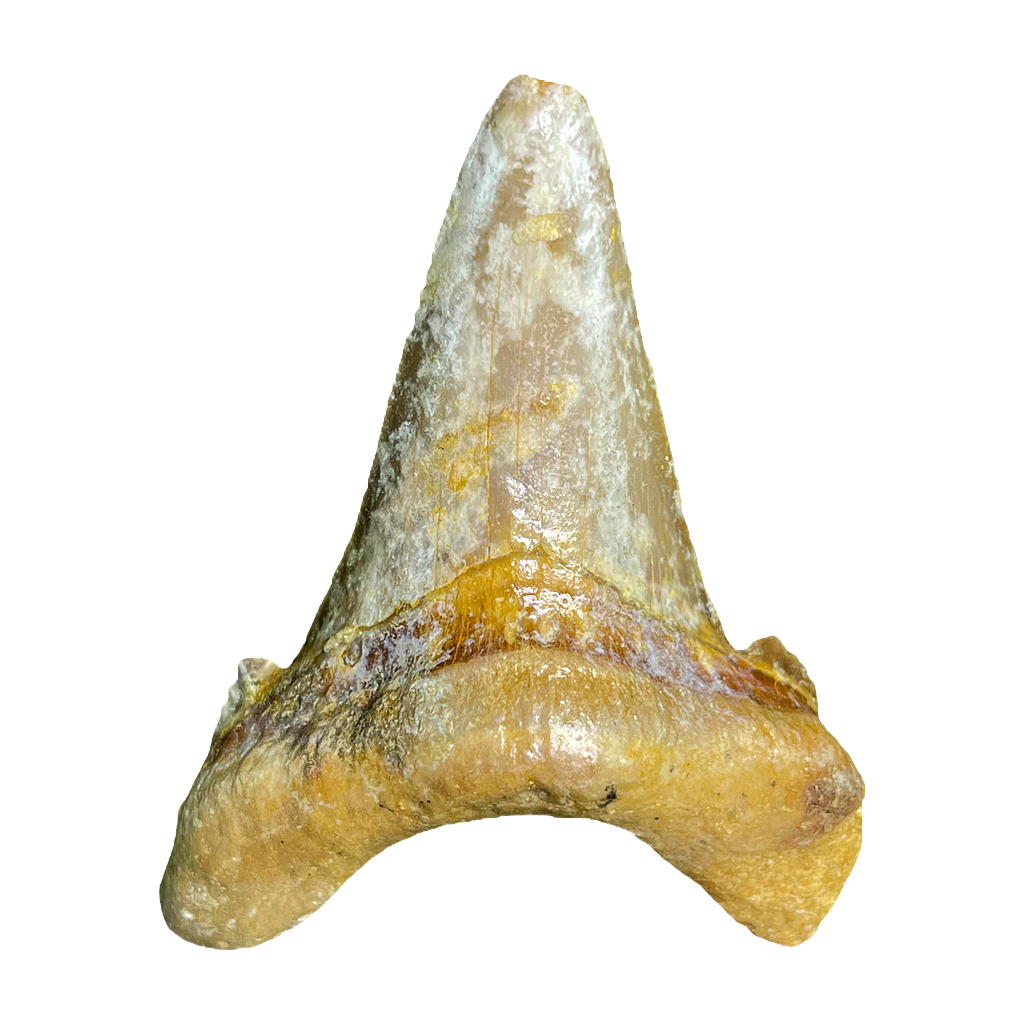 Shark Tooth