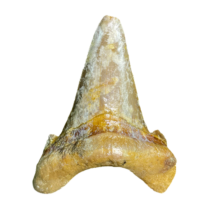 Shark Tooth