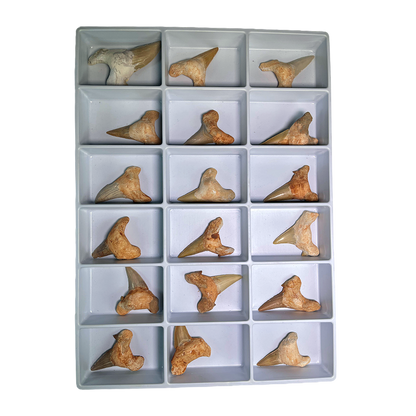 Shark Tooth