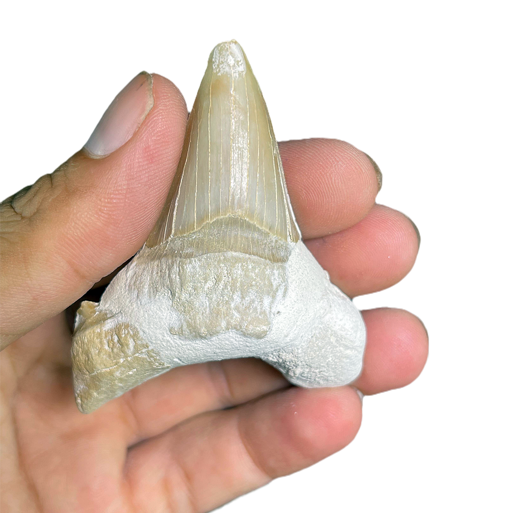 Shark Tooth
