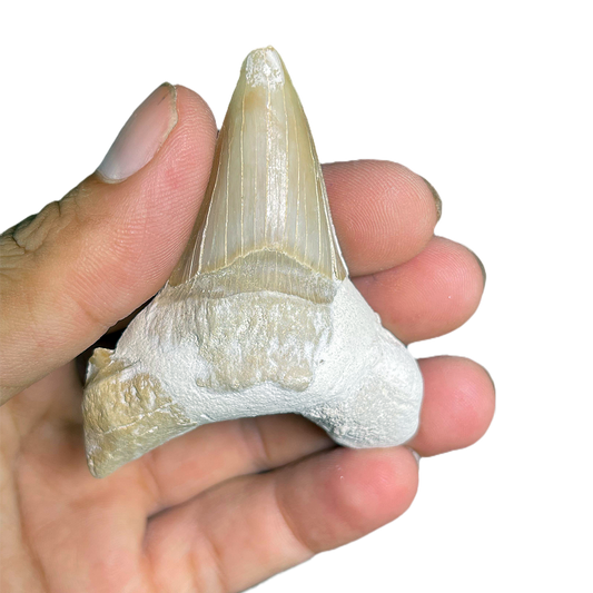 Shark Tooth