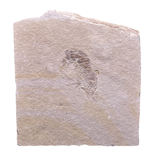 Shrimp Fossil