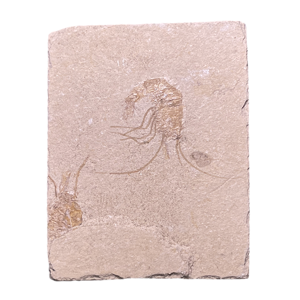 Shrimp Fossil