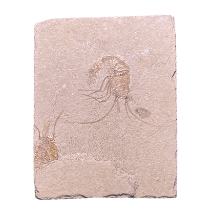 Shrimp Fossil