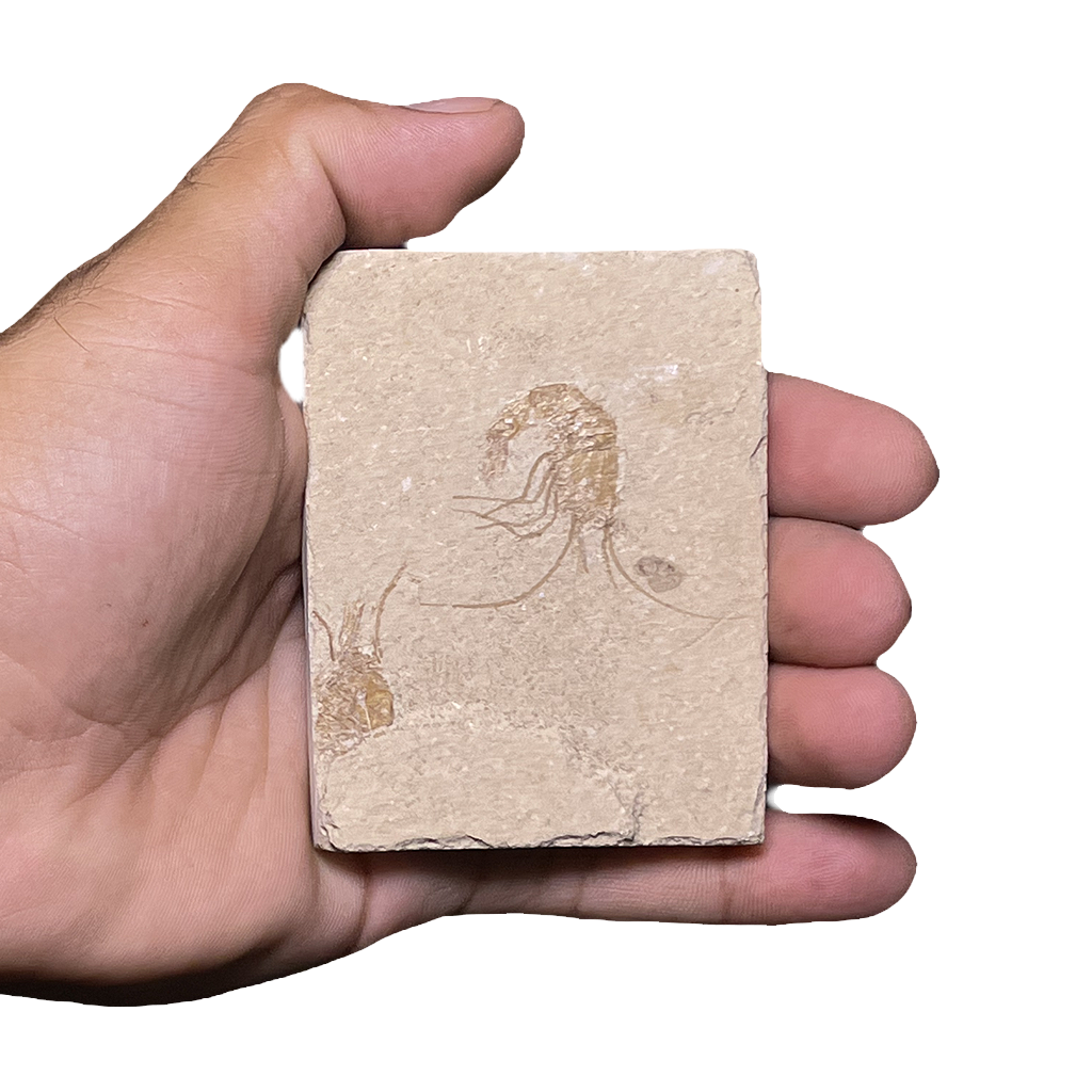 Shrimp Fossil
