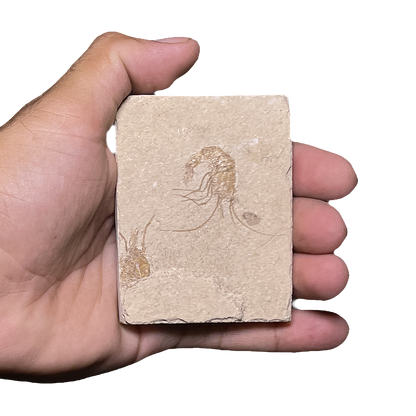 Shrimp Fossil