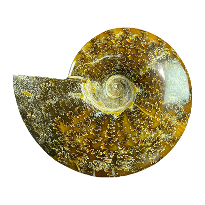 Ammonite (Cleoniceras)