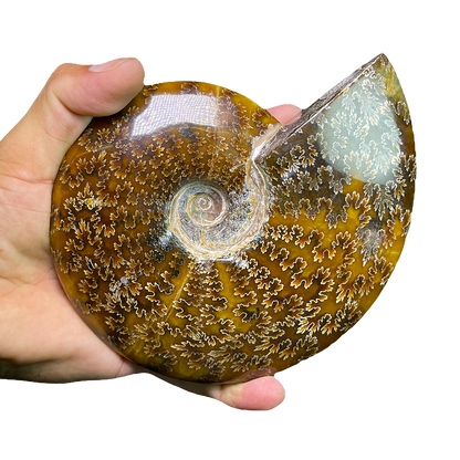 Ammonite (Cleoniceras)