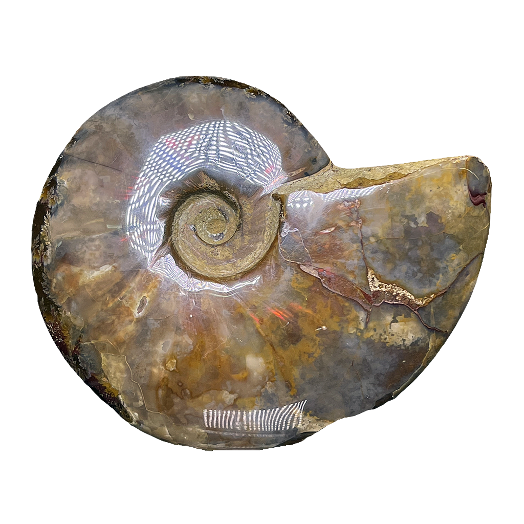 Ammonite (Cleoniceras)