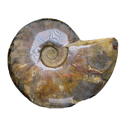 Ammonite (Cleoniceras)