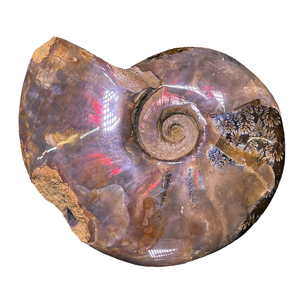 Ammonite (Cleoniceras)