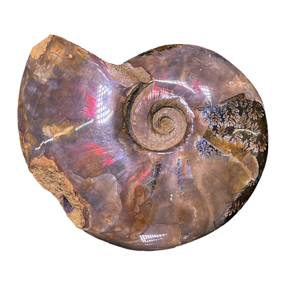 Ammonite (Cleoniceras)