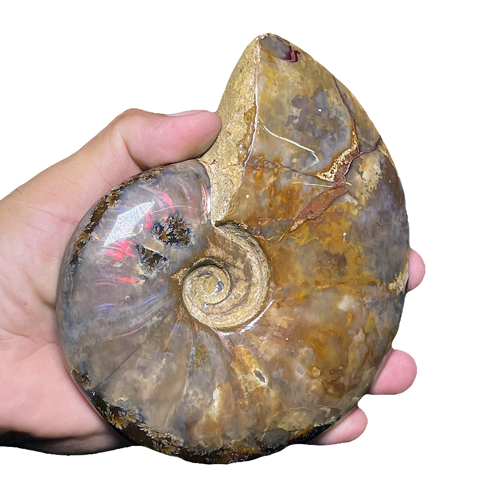 Ammonite (Cleoniceras)