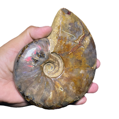 Ammonite (Cleoniceras)