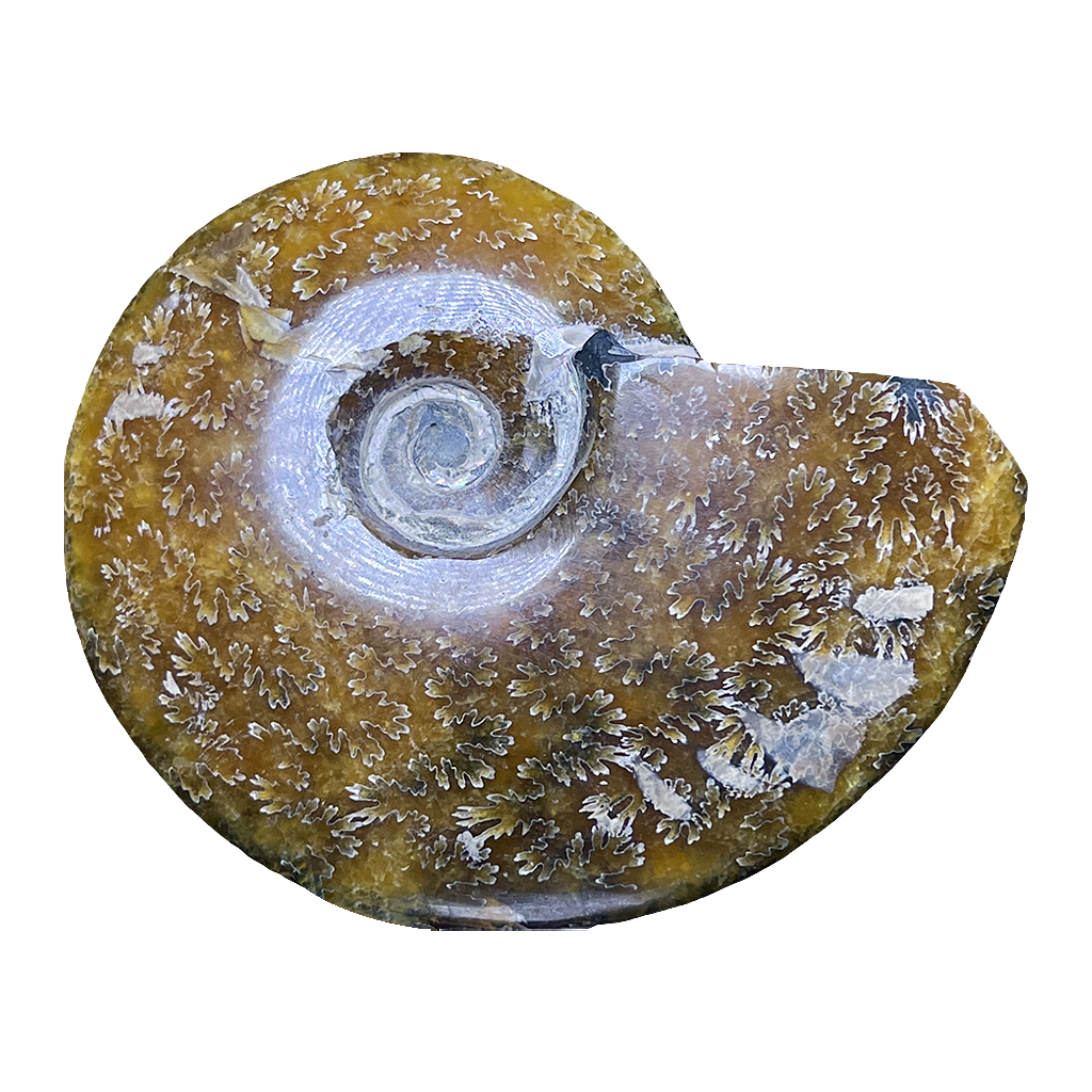 Ammonite (Cleoniceras)
