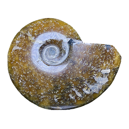 Ammonite (Cleoniceras)