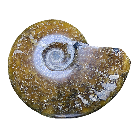 Ammonite (Cleoniceras)