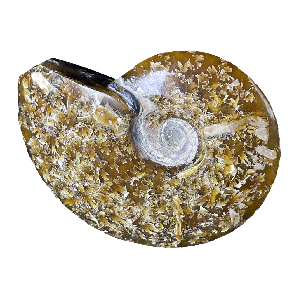 Ammonite (Cleoniceras)