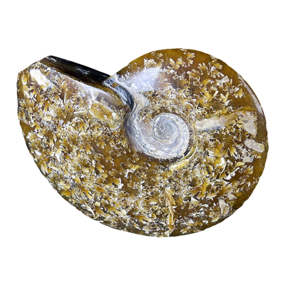 Ammonite (Cleoniceras)
