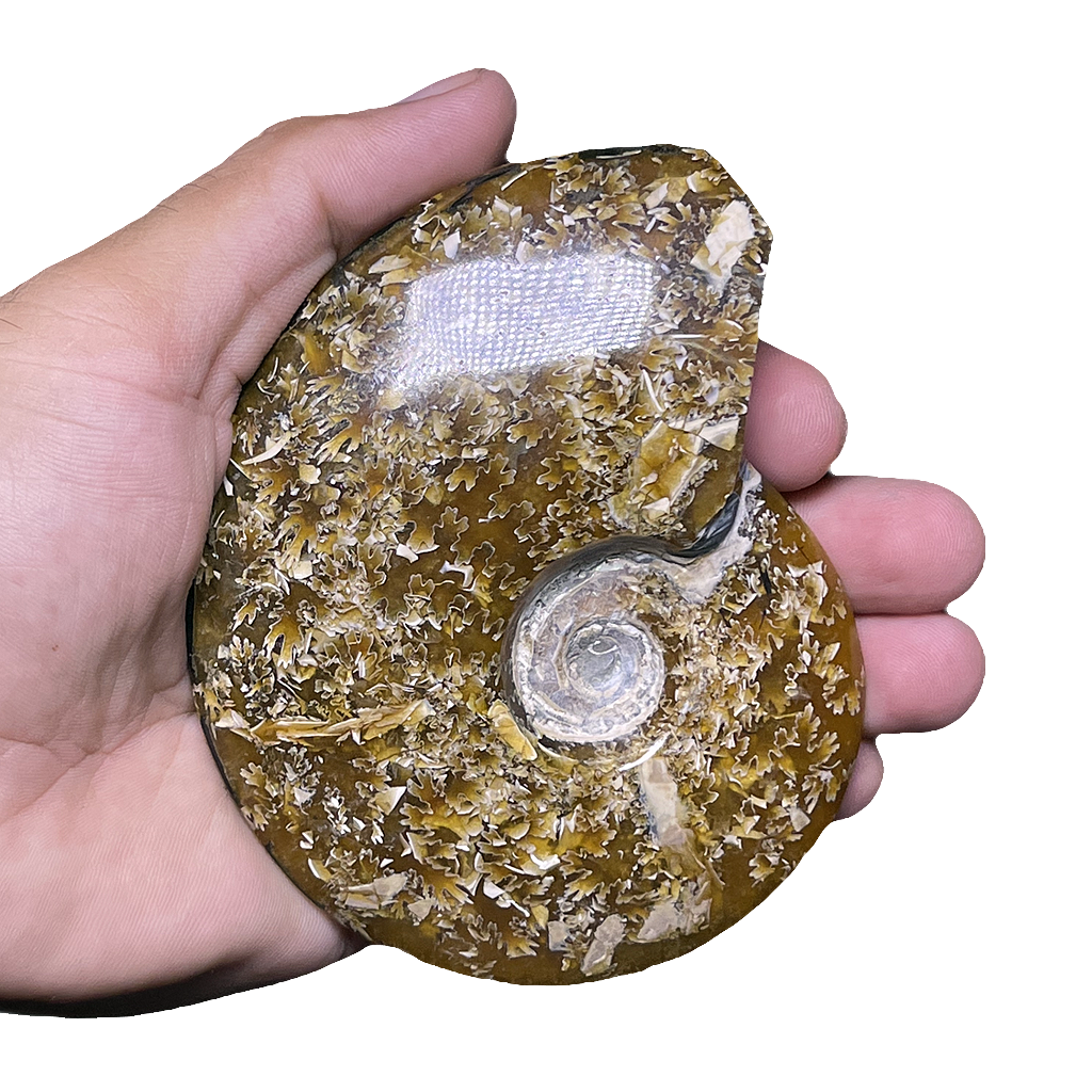 Ammonite (Cleoniceras)