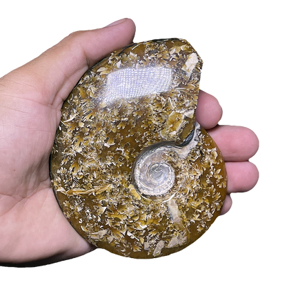 Ammonite (Cleoniceras)
