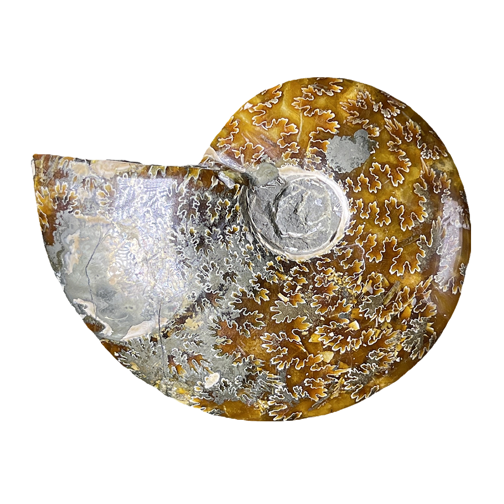 Ammonite (Cleoniceras)