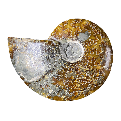 Ammonite (Cleoniceras)