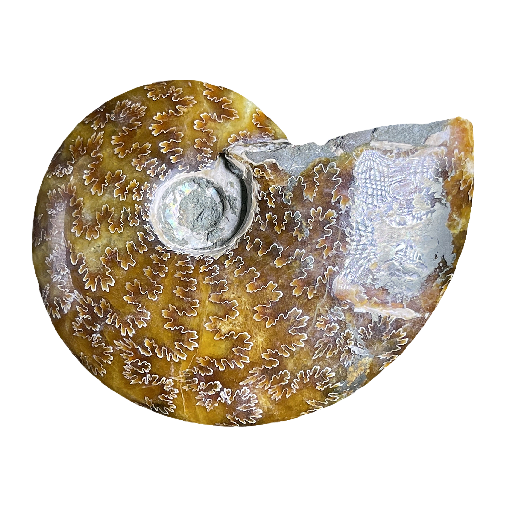Ammonite (Cleoniceras)