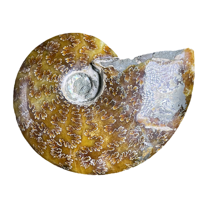 Ammonite (Cleoniceras)