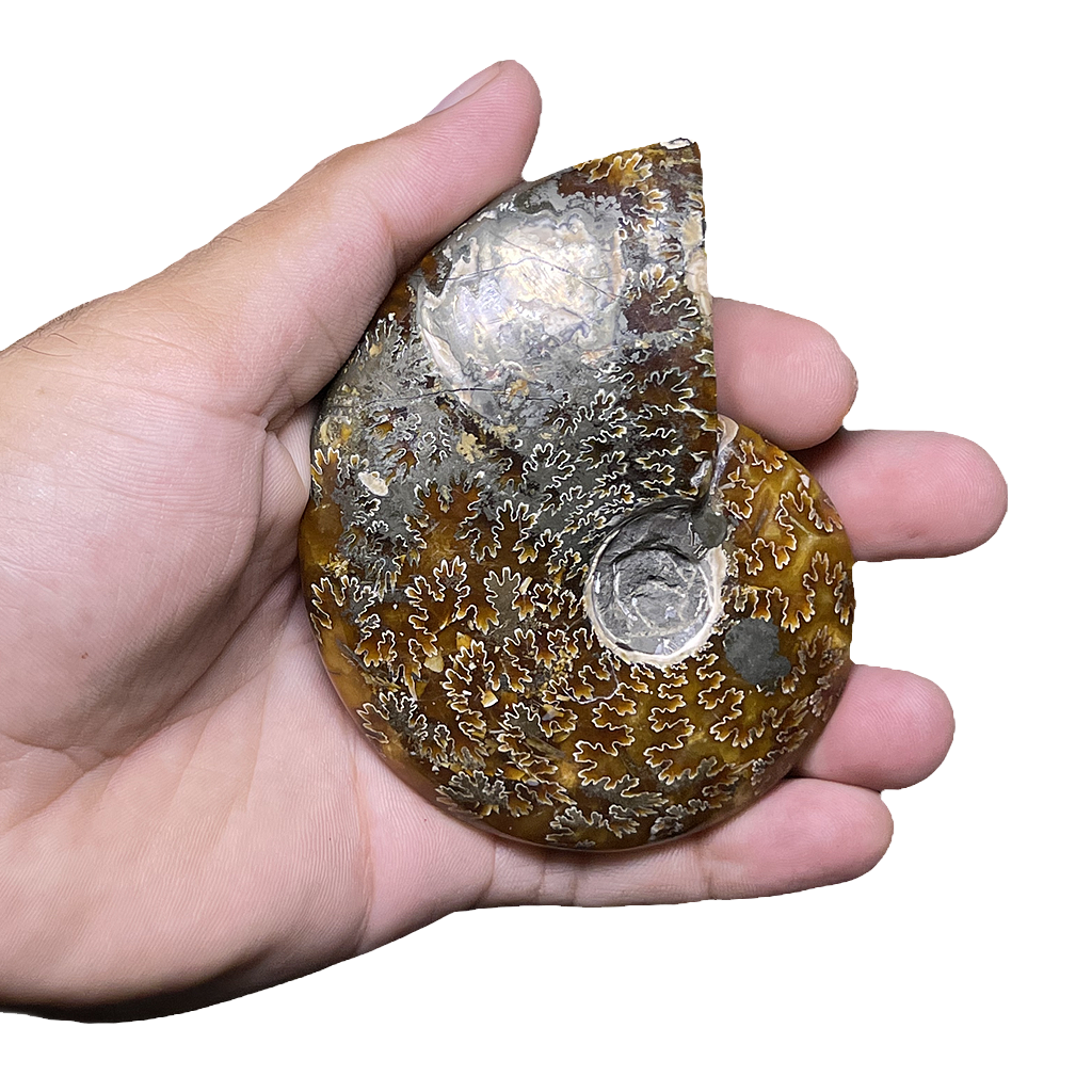 Ammonite (Cleoniceras)