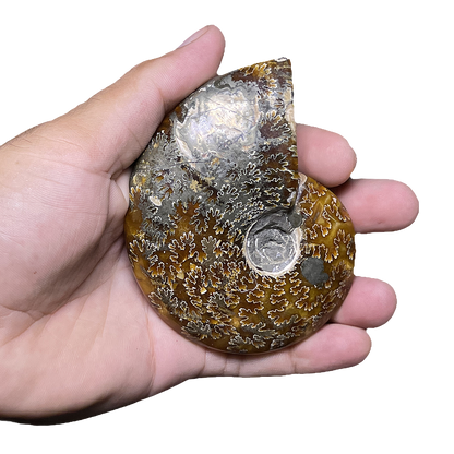 Ammonite (Cleoniceras)