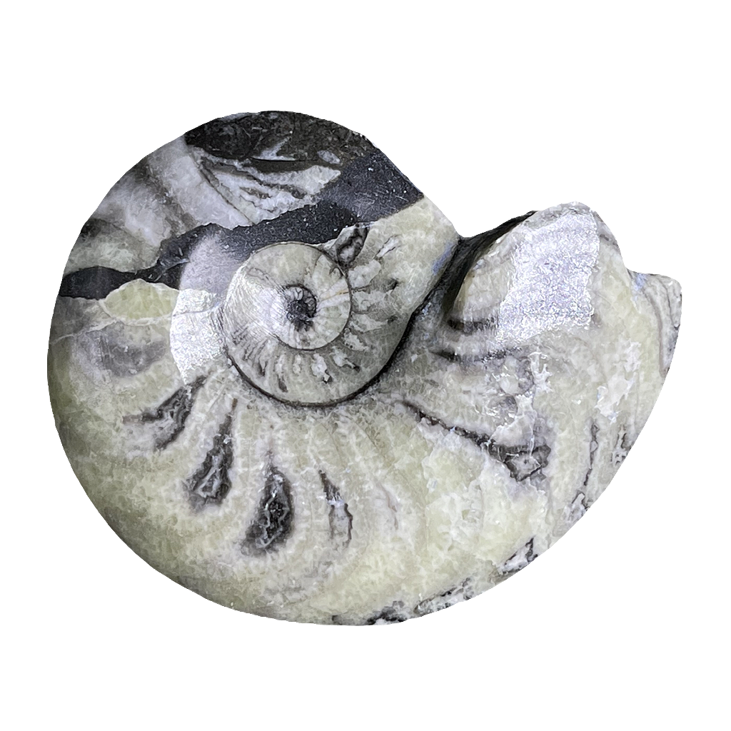 Goniatite