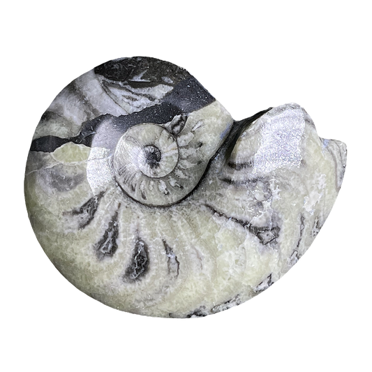 Goniatite