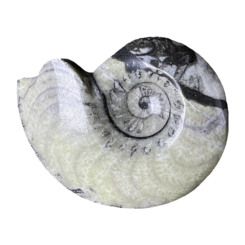 Goniatite