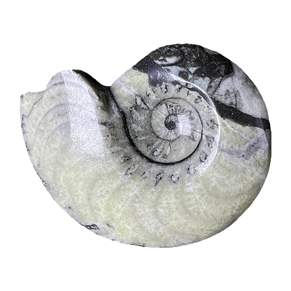 Goniatite