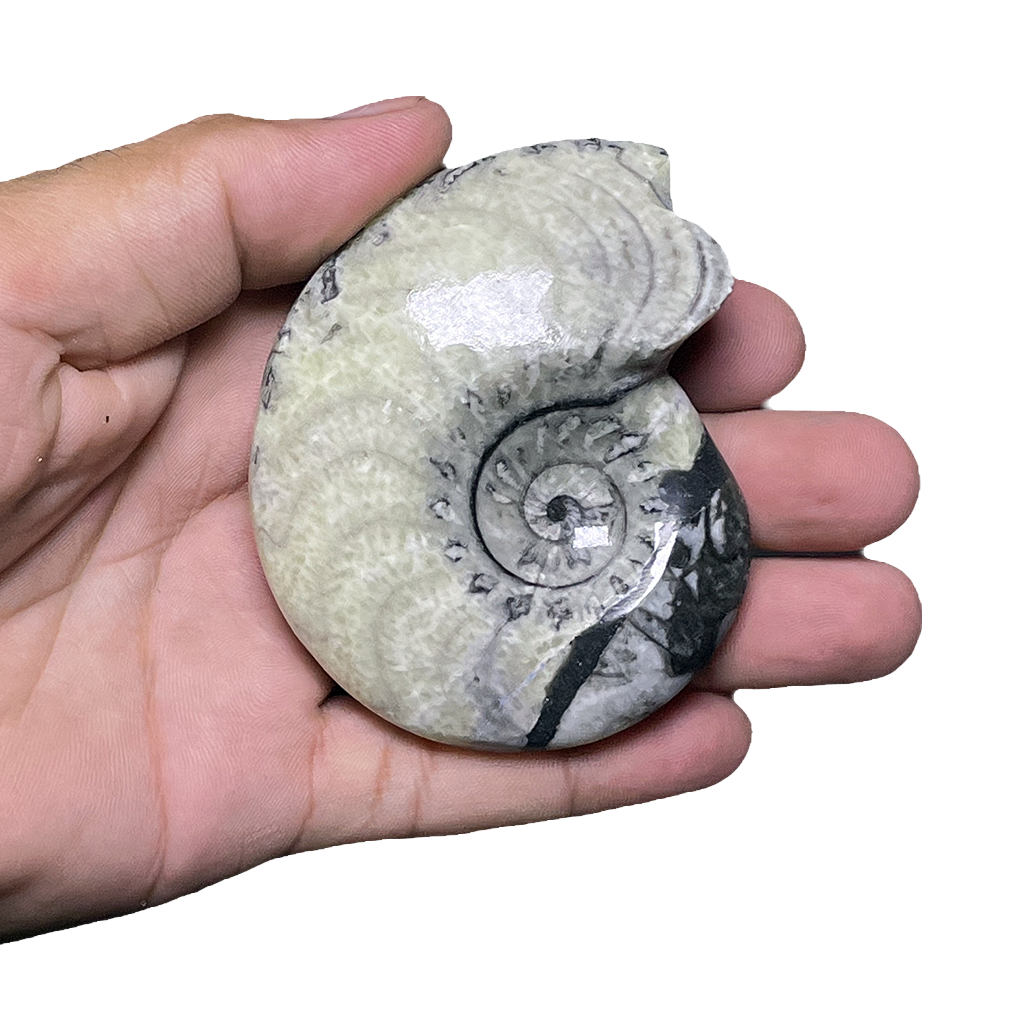 Goniatite
