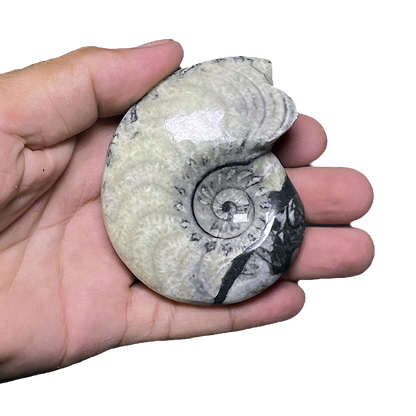 Goniatite