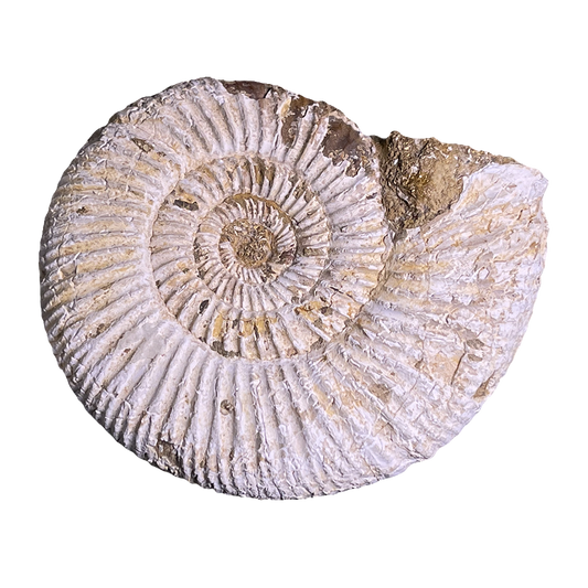 Jurassic Ammonite