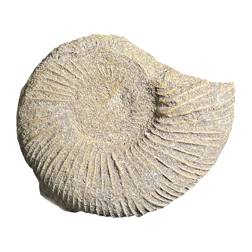 Jurassic Ammonite