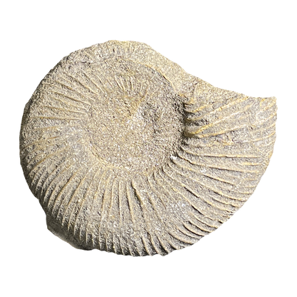 Jurassic Ammonite