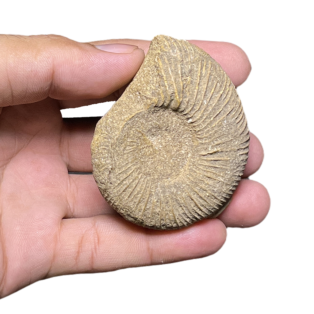 Jurassic Ammonite