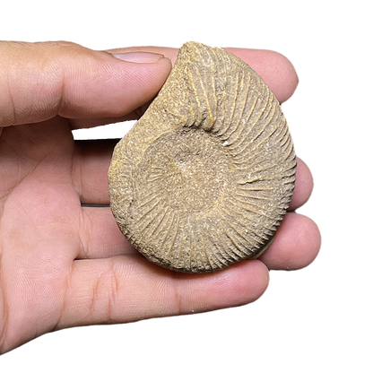 Jurassic Ammonite
