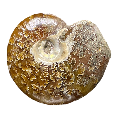 Ammonite (Cleoniceras)