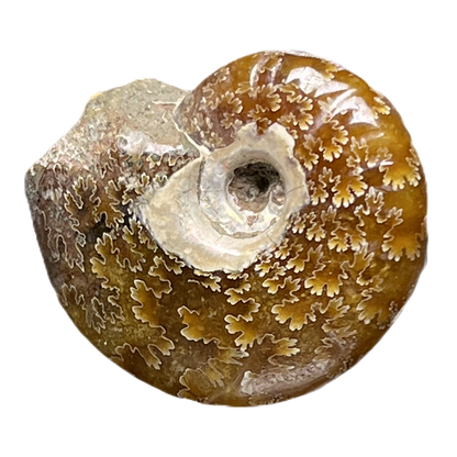 Ammonite (Cleoniceras)